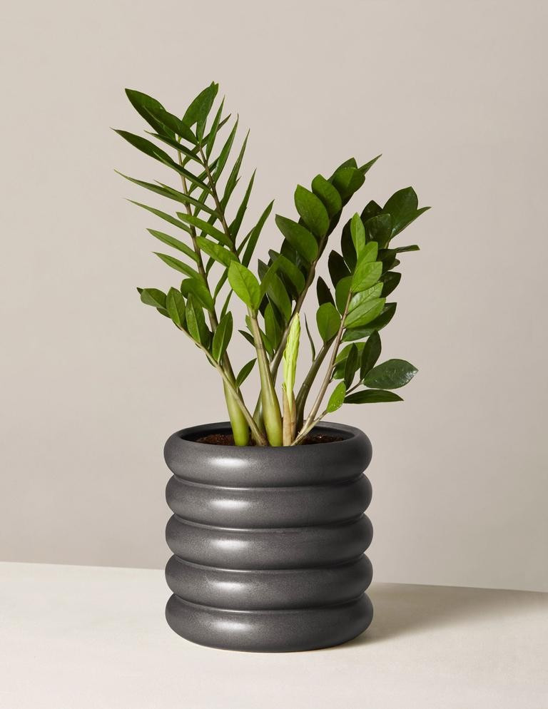 ZZ Plant | The Sill