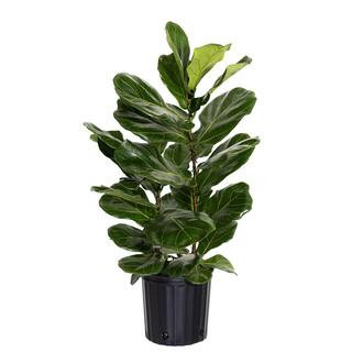 United Nursery Fiddle Leaf Fig Ficus Lyrata Live Houseplant in 9.25 inch Grower Pot 23782 - The H... | The Home Depot