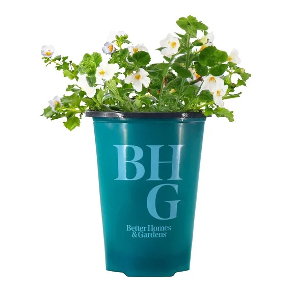 Better Homes & Gardens 9" White Bacopa Live Plants in 5" Grower Pot Full Sun | Walmart (US)