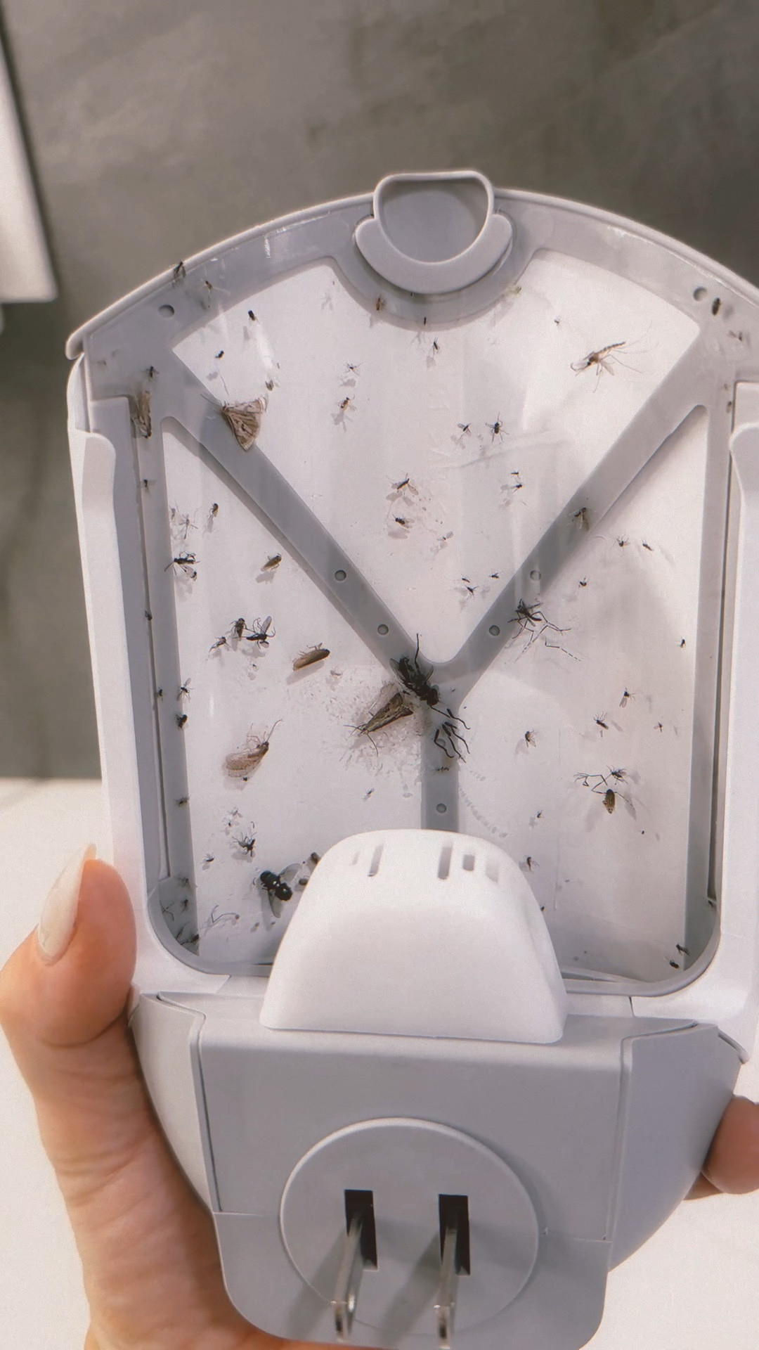 home must have! no more bugs! human safe | bug deadly