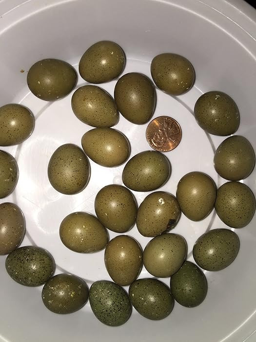 12+ Fertile button quail eggs variety of color | Amazon (US)