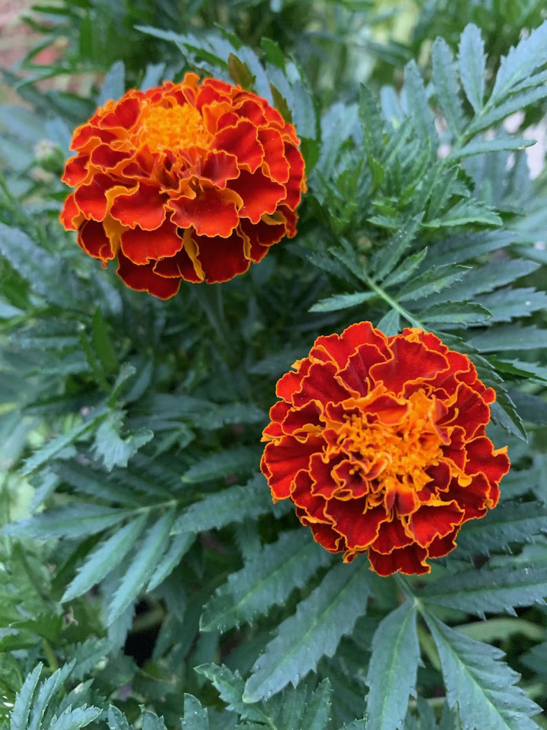 200 Cherry Red French Marigold Flower Seeds - Etsy | Etsy (US)