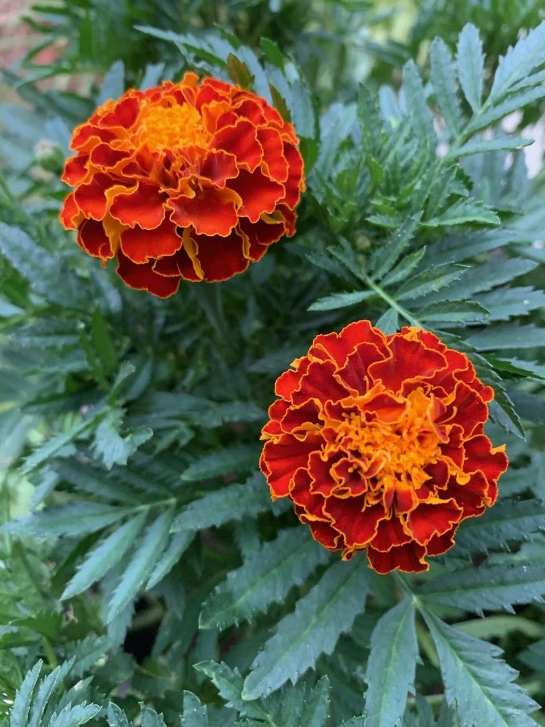 200 Cherry Red French Marigold Flower Seeds - Etsy | Etsy (US)