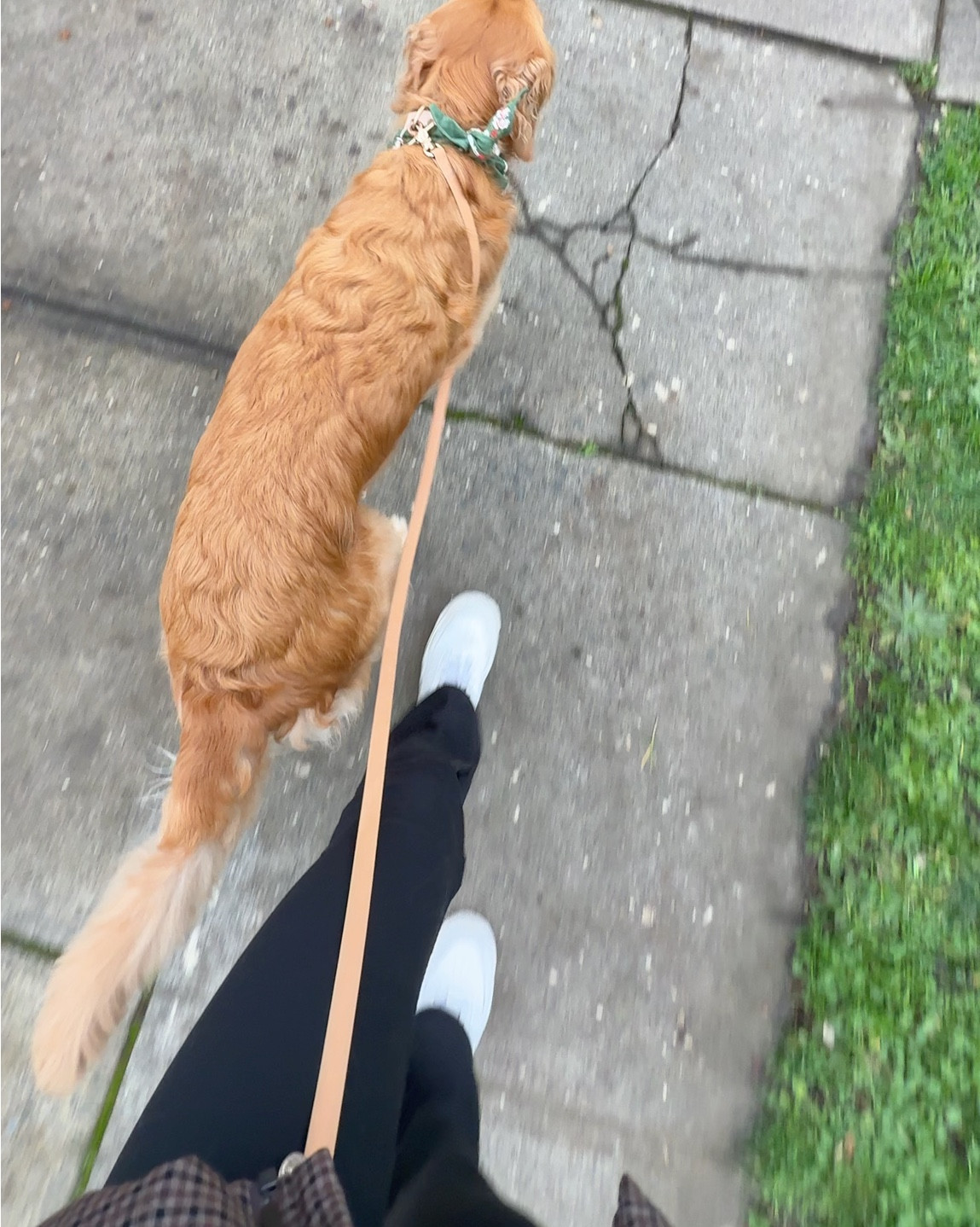 This hands-free leash is our go to every single time ✨ 
