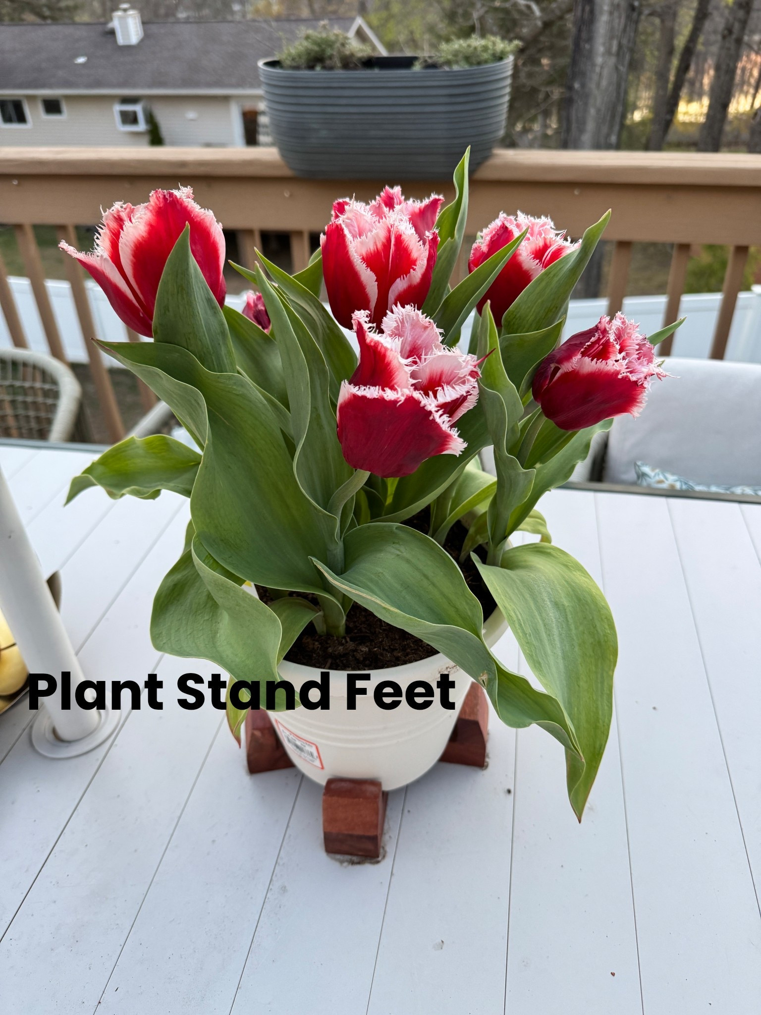 So pretty and work with a variety of different size pots

#LTKMothersDay #LTKHome #LTKdayinmylife