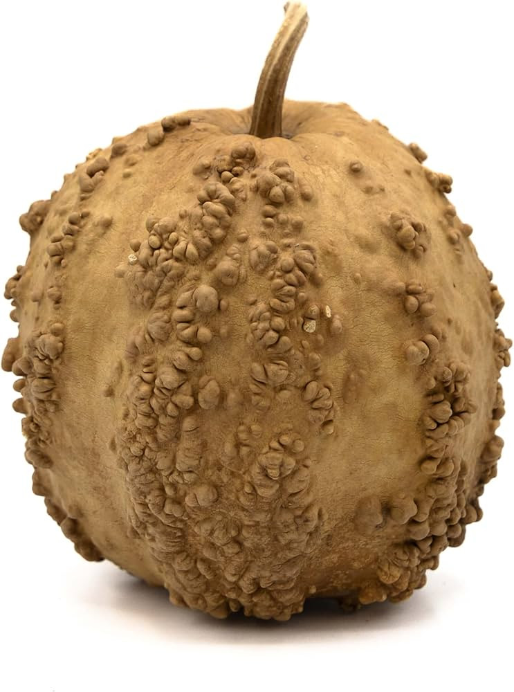 Dried Hard Shell Warty Gourd - 5" - 6" Diameter, Ready for Crafting and Decorating | Amazon (US)