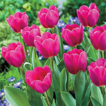 Buy Barcelona Tulip Online | Tulip Bulbs for Sale | Breck's | Brecks