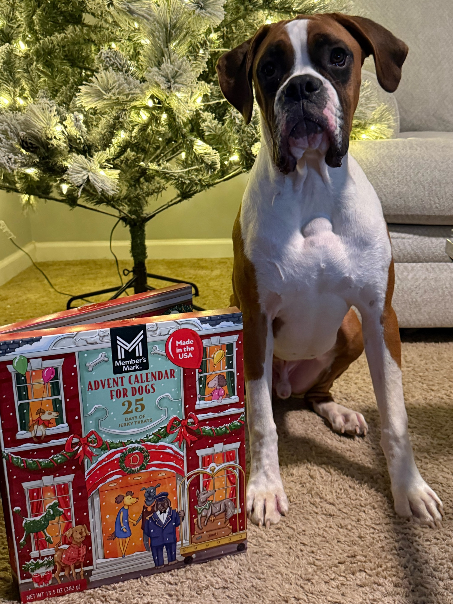 Advent Calendar for your fur baby! 

#LTKSeasonal #LTKHoliday #LTKGiftGuide