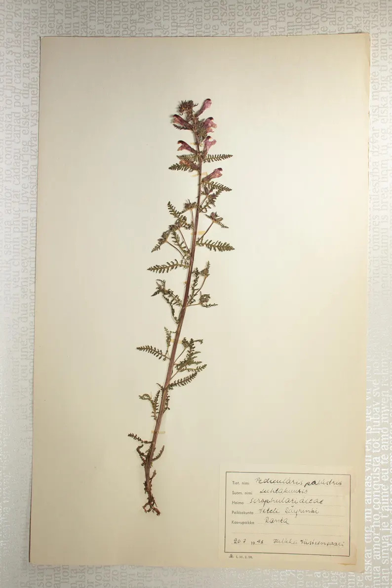 1 of 10 Single 1950's Herbarium Pages : Well Preserved Finnish Pressed Dried Botanical Specimens ... | Etsy (US)