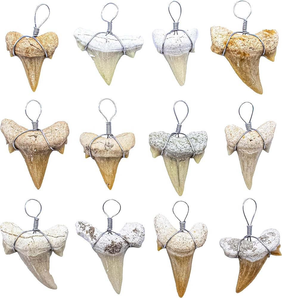 Real Fossil Shark Teeth for Jewelry Making, Assorted Sharks Tooth Pendant Jewelry Acces... | Amazon (US)
