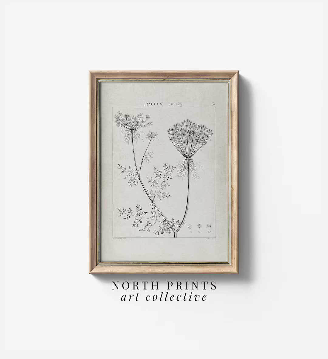 Antique Botanical Study Sketch PRINTABLE Art North Prints Neutral Country Wall Art Decor Digital ... | Etsy (US)