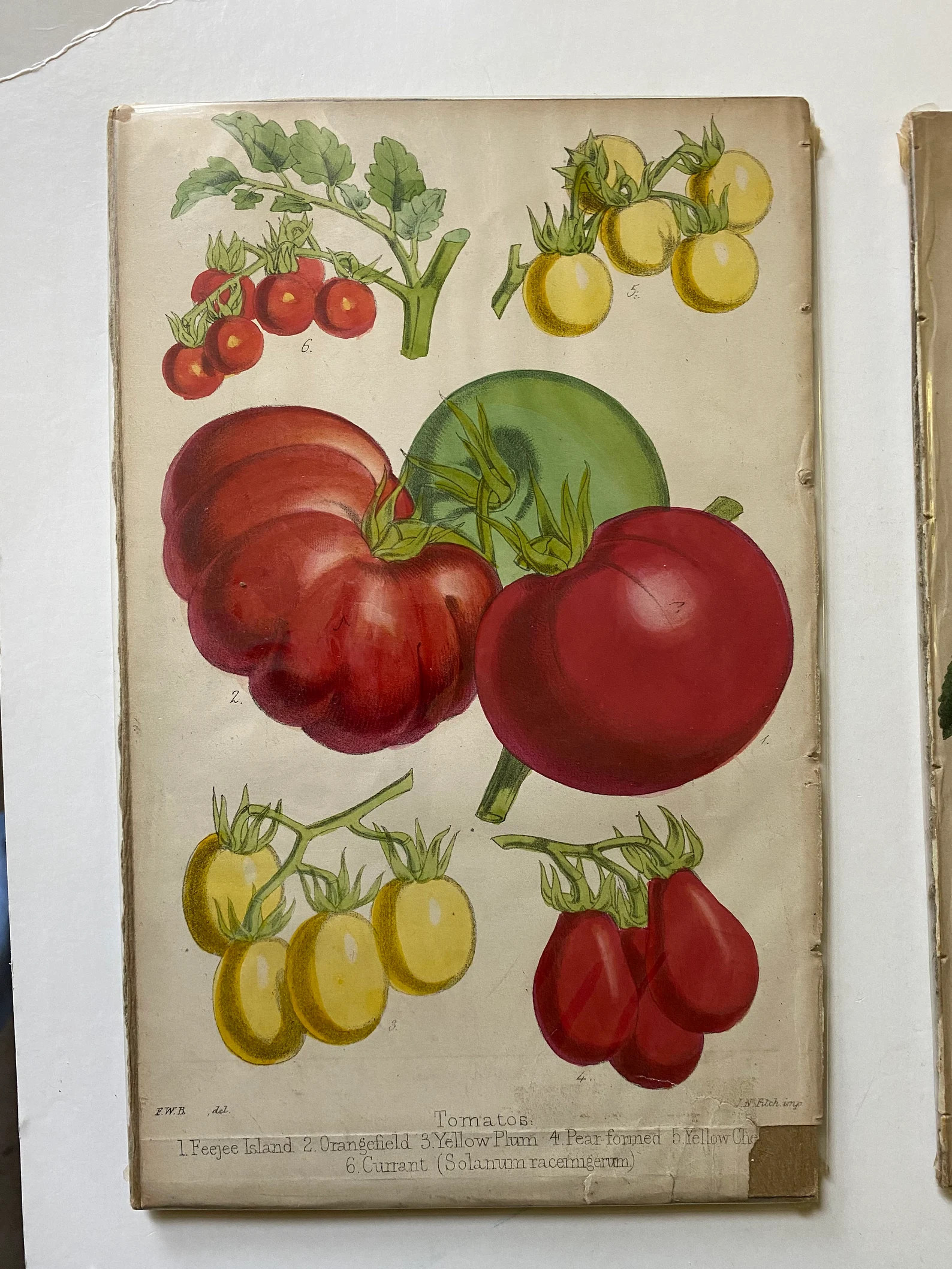 Antique Hand Colored Fruit Botanical Book Plate Engravings - Etsy | Etsy (US)