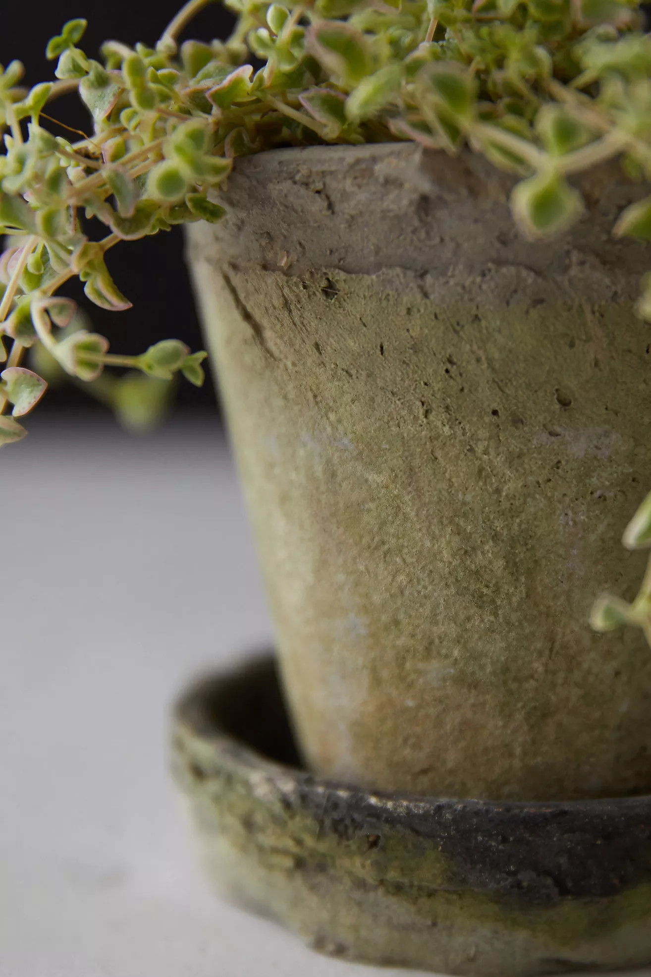 Earth Fired Clay Herb Pot + Saucer, Set of 3 | Terrain