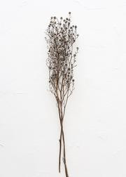 Dried Stirlingia Flowers in White Grey - 24-28" Tall | Afloral (US)