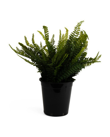 10x27 Uv Resistant Outdoor Safe Real Touch Drop In Boston Fern | TJ Maxx