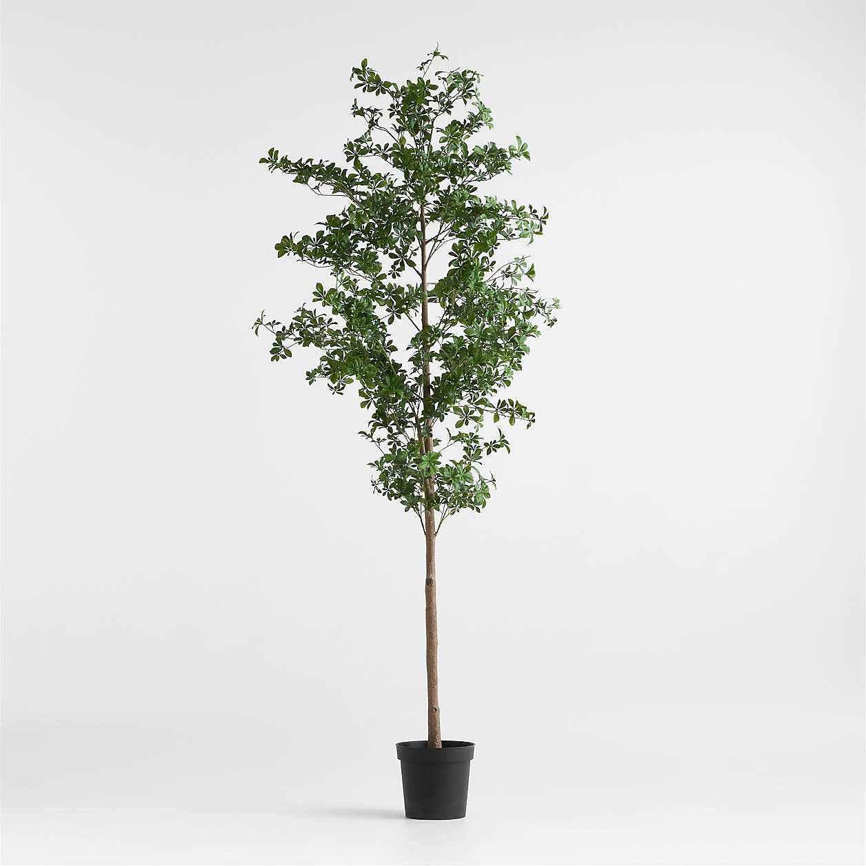 Potted Faux Black Olive Tree 7.5' + Reviews | Crate & Barrel | Crate & Barrel