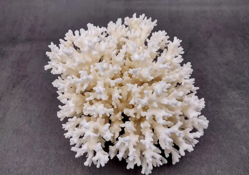 White Lace Coral Cluster Medium Pocillopora Damicornis (1 coral approx. 5-6+ inches) White Lace C... | Etsy (Global)