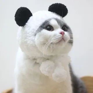 Panda Pet Hat | YesStyle Global