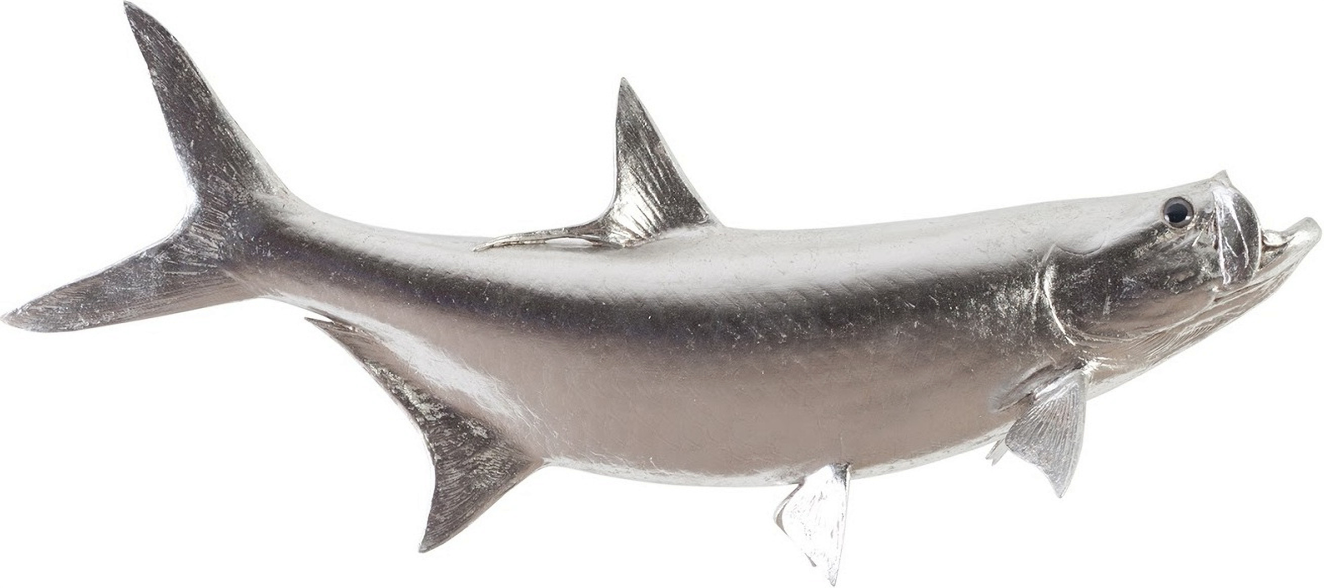 Tarpon Fish | 1stopbedrooms