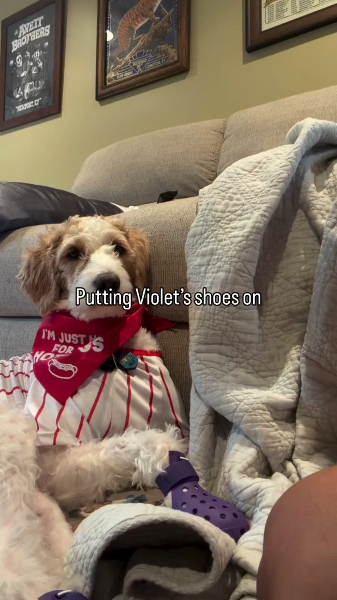 She loves them, I swear. #doodlechaos #doodlesbeingdoodles #goldendoodlelove #funnydogenergy #relatabledog