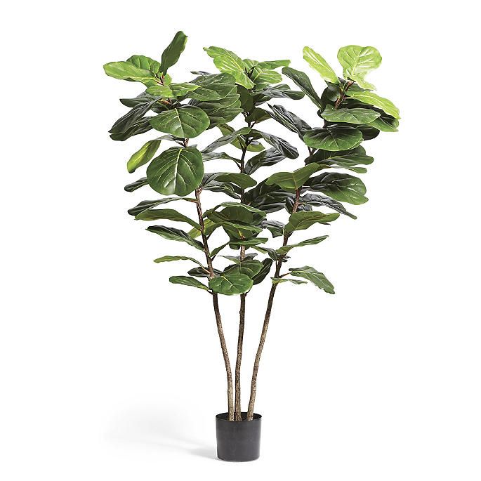 Outdoor 6 ft. Triple-leaf Fiddle Plant | Frontgate | Frontgate