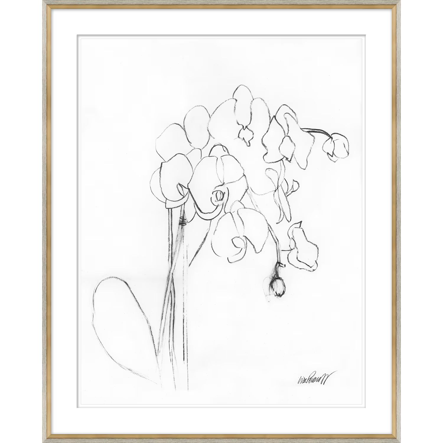 Orchid Drawing II | Magnolia