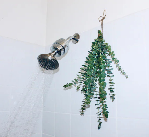 Shower Eucalyptus Bundle | Eucalyptus Shower | Shower Aromatherapy | Sinus, Congestion, Cold, All... | Etsy (US)