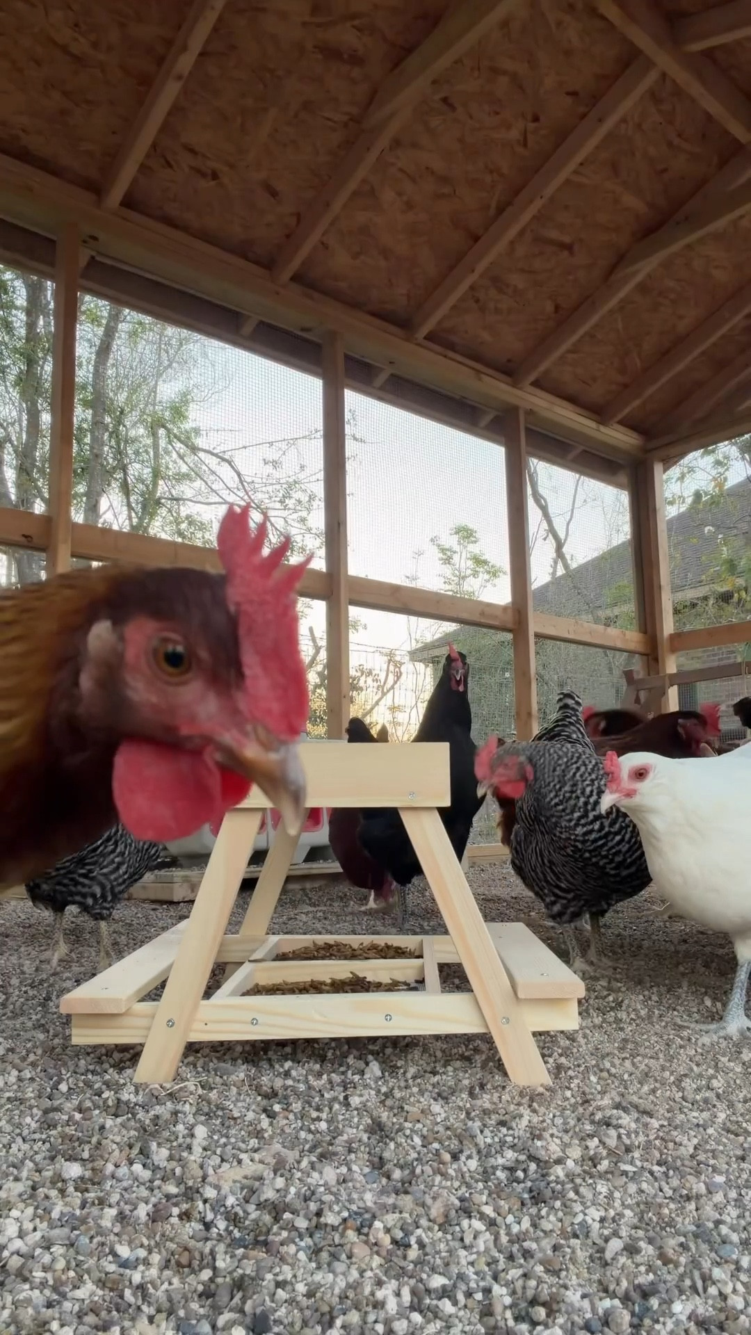 Snack time made easier! Come and get it girls! 🐓
#farming #chickens 

#LTKHome #LTKmomlife #LTKdayinmylife