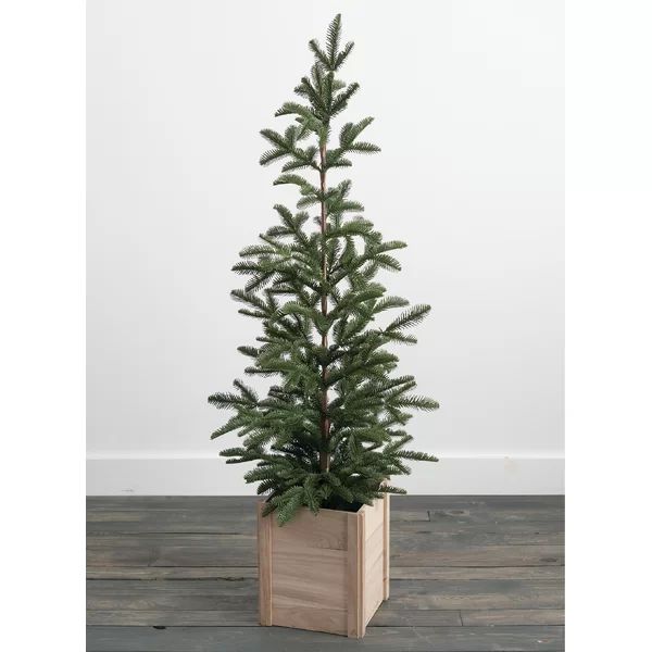 Pine Tree in Pot | Wayfair North America