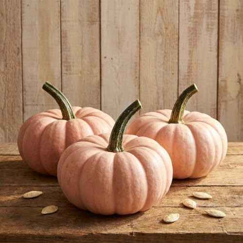 Rare Porcelain Doll Pumpkin Seeds | 5 Pink Heirloom Pumpkin Seeds | Amazon (US)