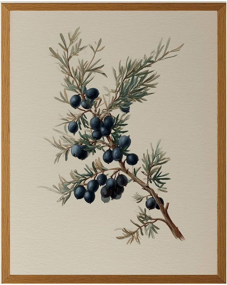 Vintage Juniper Branch Christmas Print – Rustic Farmhouse Holiday Wall Art – Winter Evergreen... | Amazon (US)