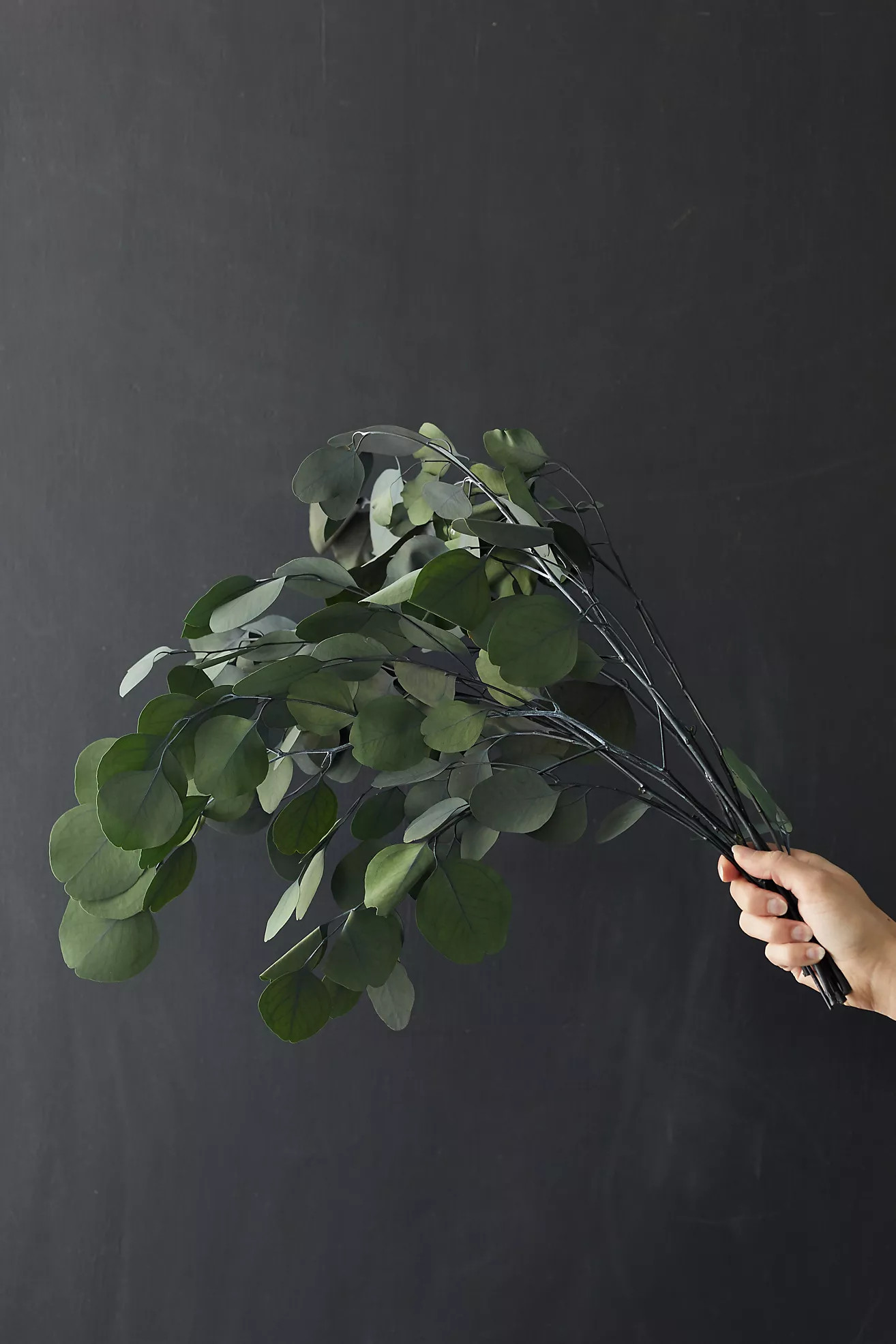 Preserved Populus Eucalyptus Bunch | Anthropologie (US)