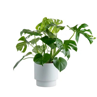 Monstera Deliciosa Plant in Basket | Wayfair North America