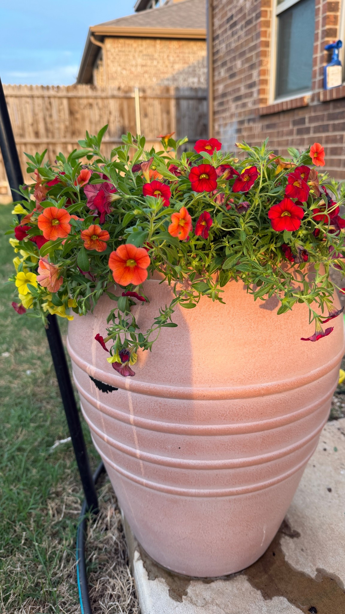 Love these faux ceramic planters! Got two last year & they’re back this spring! 

#LTKHome #LTKSaleAlert #LTKSeasonal