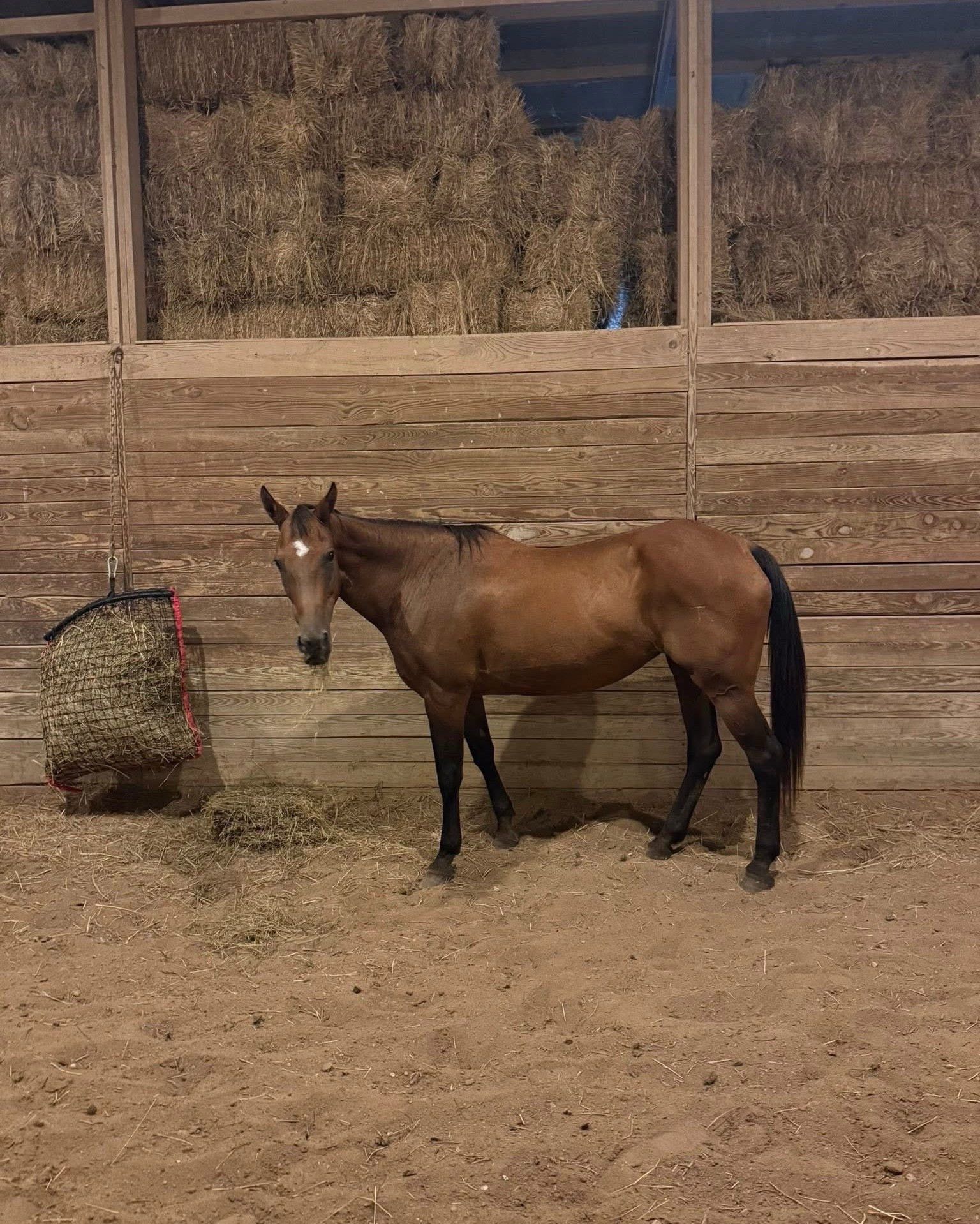 horseback riding essentials 🐴🤍✨

#farmlife #horsebackriding #horsegirl #farmlifestyle 

#LTKPets #LTKFamily #LTKStyleTip
