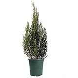 American Plant Exchange Blue Point Juniper Mini Christmas Tree Live Plant, 1 Gallon, 2.5Ft Tall | Amazon (US)