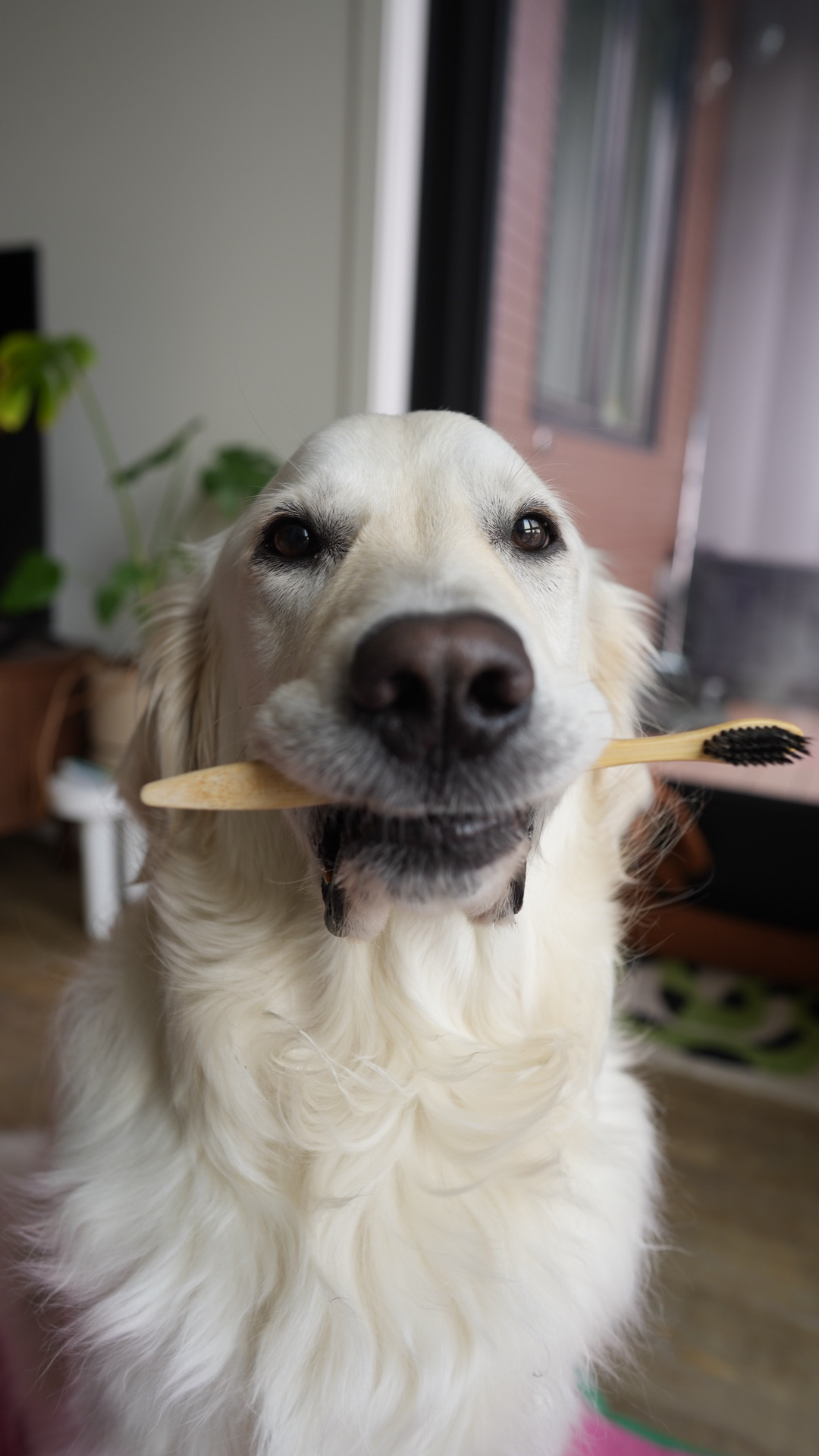 🦷 let’s chat dental hygiene
I incorporate a variety from an enzymatic toothpaste, dental finger wipes, frozen raw bones and dental powder 



#LTKdayinmylife #LTKmomlife