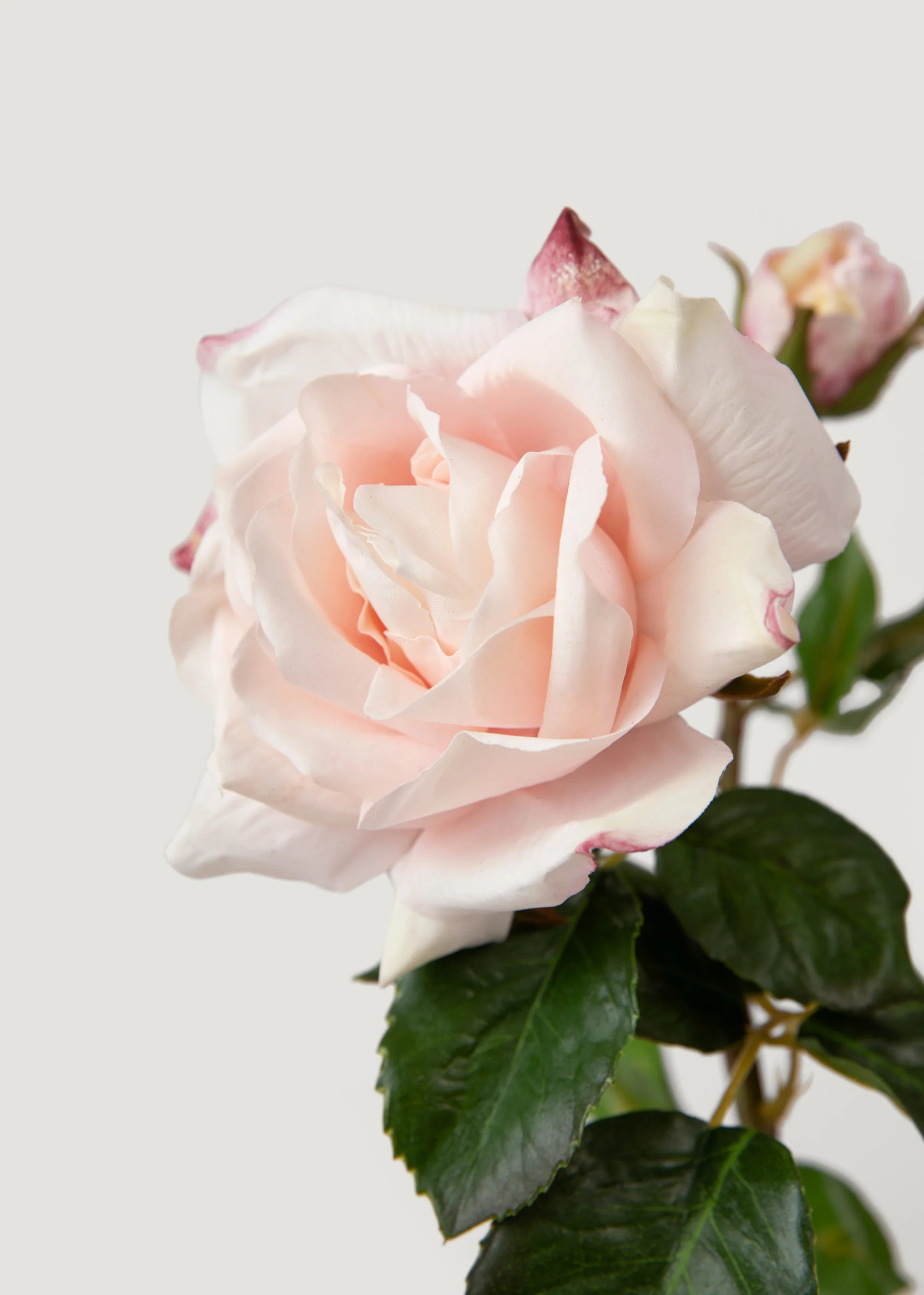 Soft Pink Real Touch English Rose | Elevated Faux Flowers at Afloral | Afloral