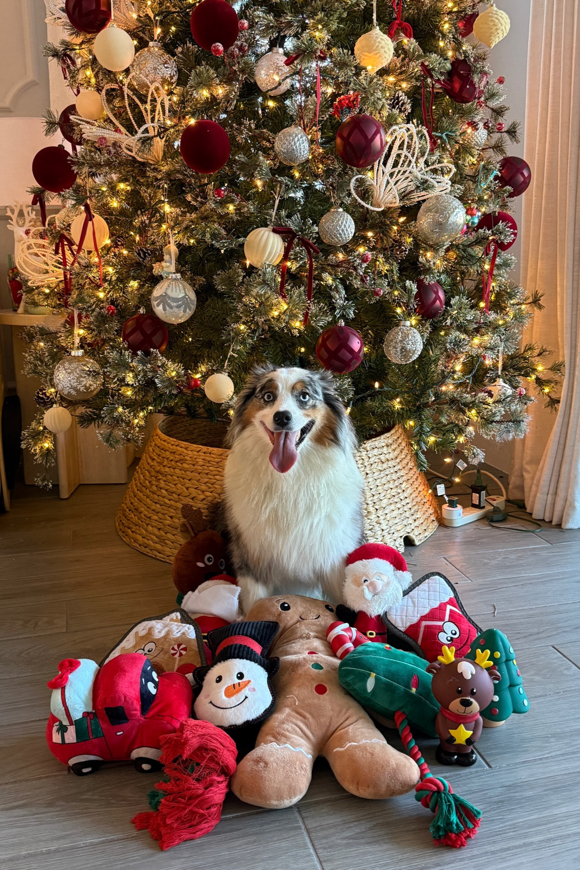 Christmas dog toys from petsmart!! Get in time by christmas 50% off! https://www.petsmartcreators.com/mypage/leuleuaussie



#LTKSeasonal #LTKHoliday #LTKGiftGuide