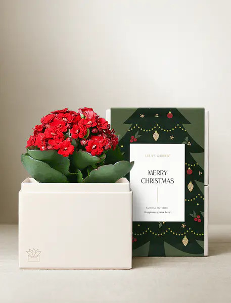 Christmas Kalanchoe Garden | Lula's Garden