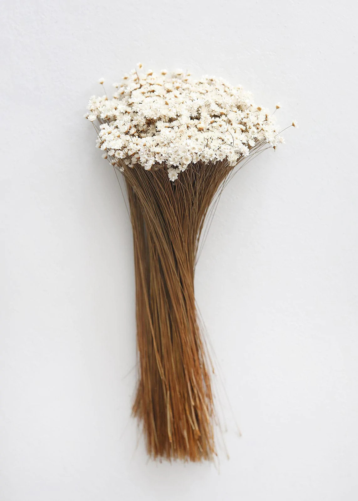 Natural Dried Star Flowers - 12-20" | Afloral