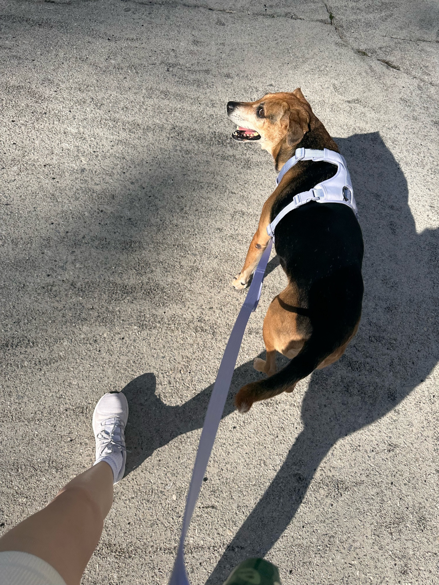 Bailey girl got a new leash & harness and we’re loving them. Both under $20

Love the short handle for when cars or other pups pass 

#LTKhome #LTKfamily #LTKfindsunder50