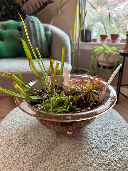 Items to repot or create your own carnivorous bog garden 

#LTKsalealert #LTKfindsunder100 #LTKhome