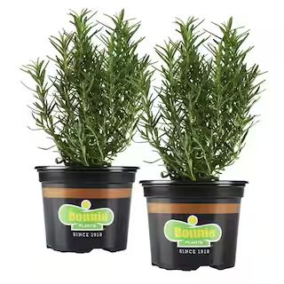 Bonnie Plants 25 oz. Rosemary (2-Pack)-2P5090 - The Home Depot | The Home Depot