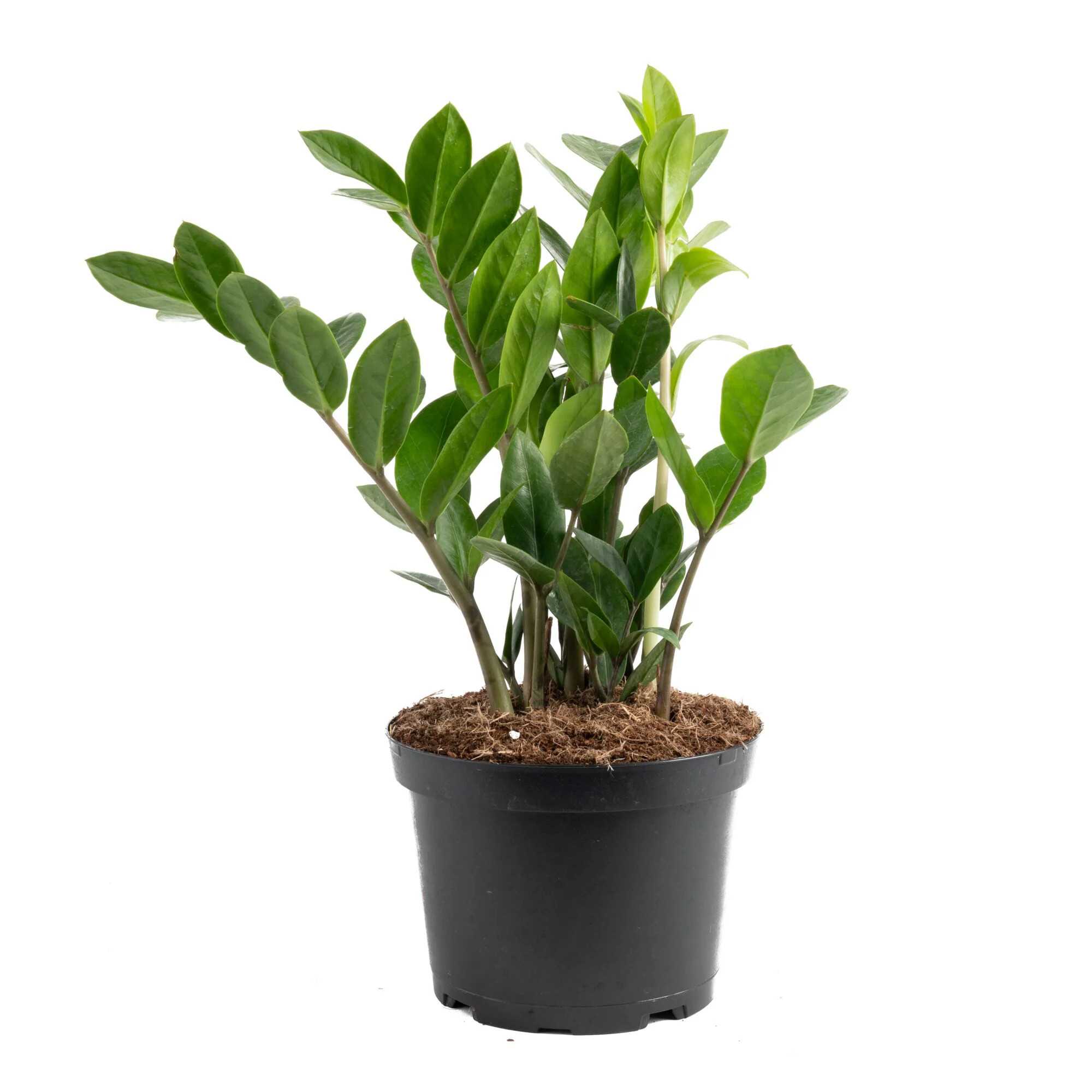 Costa Farms ZZ Plant House plant in 6 Inch(es) Pot 1 -Pack | M-GZZ-G-POT-01-LW | Lowe's