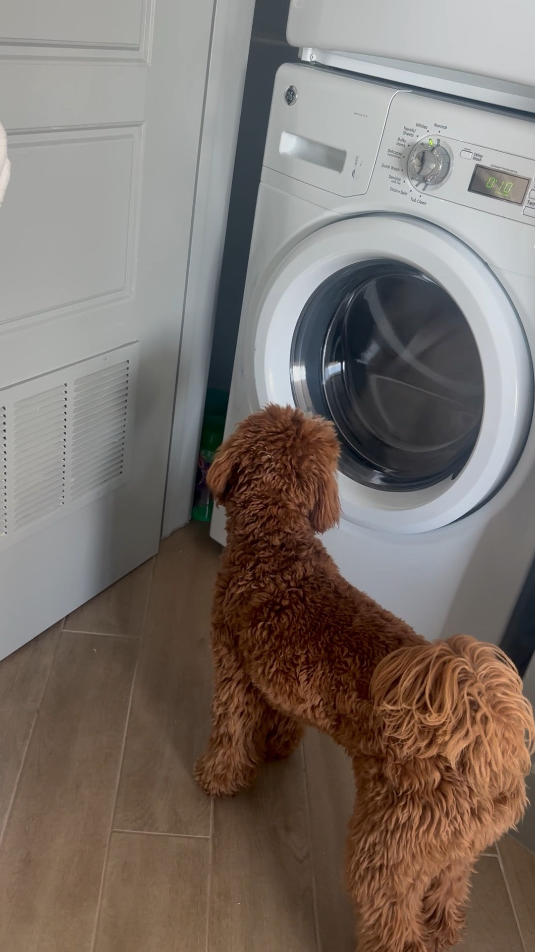 Daps is doing his mid-day security rounds😂Ha! Not him checking to make sure nobody is in the washing machine...

#DogMomLife #FunnyDogs #DailyDogLife #xoJalonda #DogsOfInstagram

#LTKdayinmylife #LTKHome #LTKmomlife