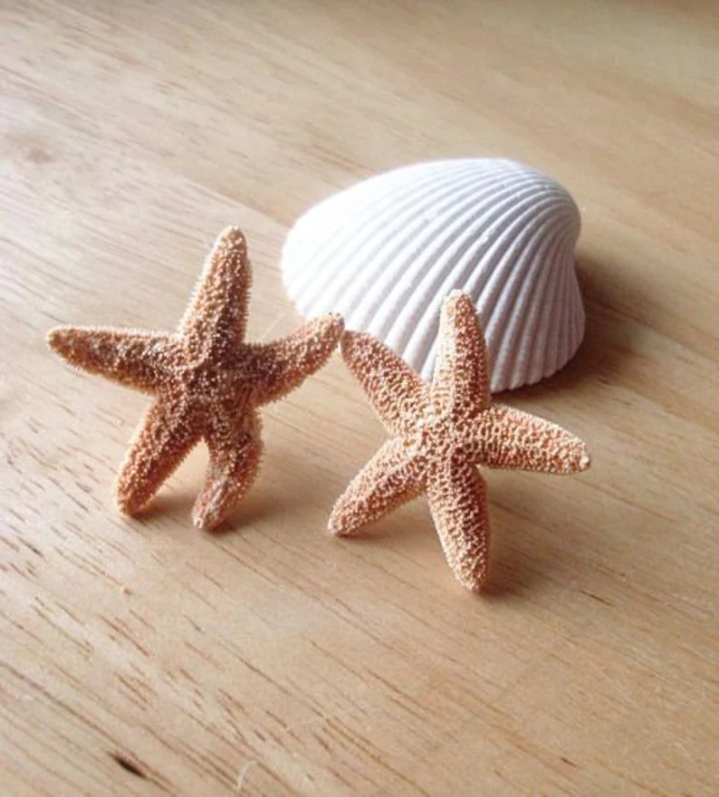 Aquamarine's Starfish Earrings Real Starfish Studs - Etsy | Etsy (US)