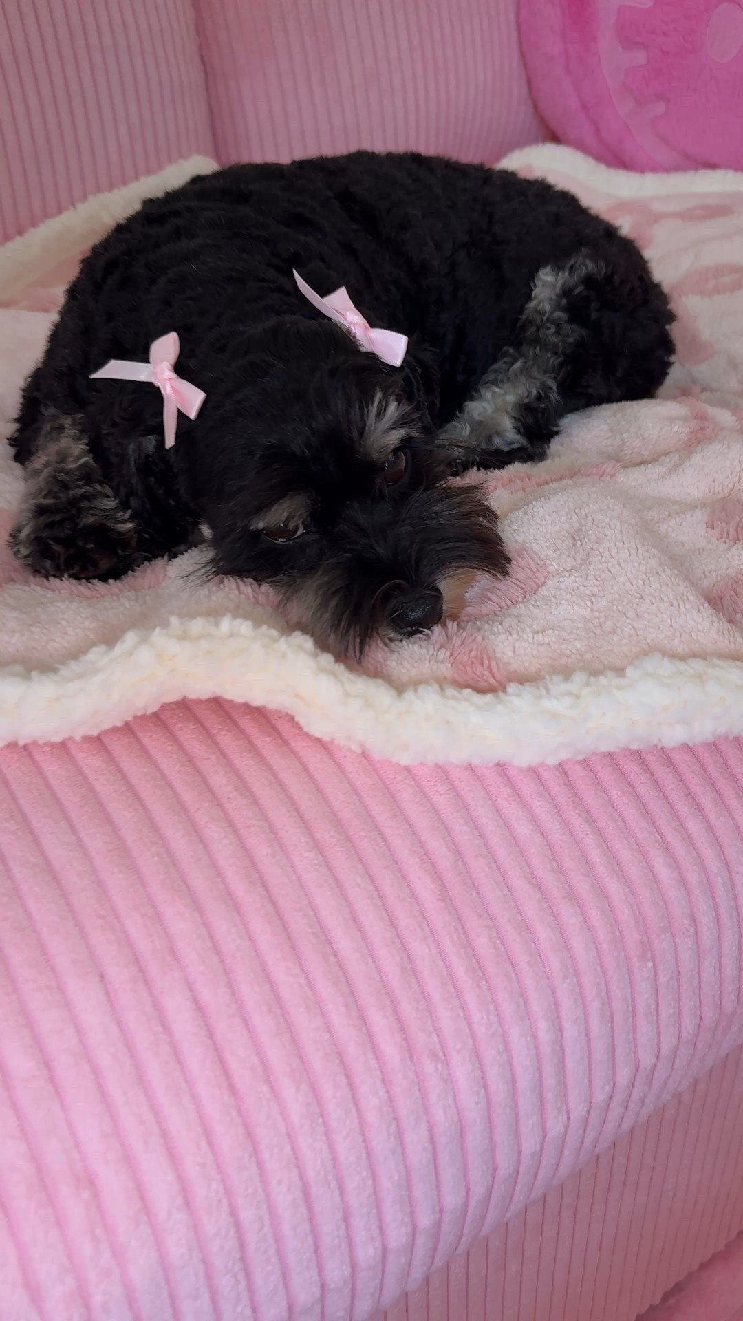I wanna keep your couch clean. This is the perfect way to do that. If you have pets, you can lay down this blanket, but they can claim as they’re very own while your furniture stays clean.

#LTKPets #LTKHome