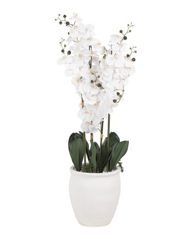 49in Real Touch Orchid And String Of Pearls In Tall Planter | Home | TJ Maxx | TJ Maxx