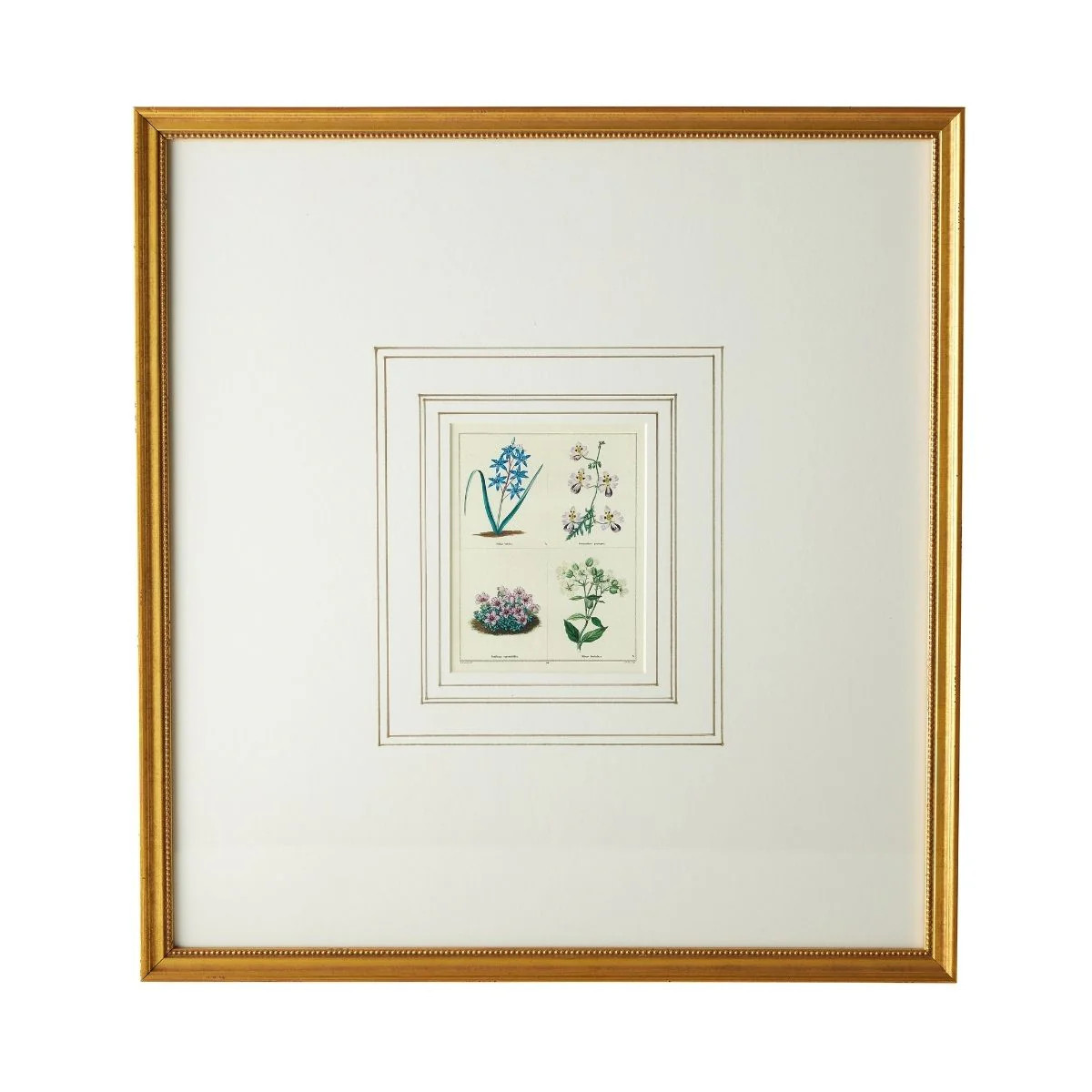 English Botanical Print II | Caitlin Wilson Design